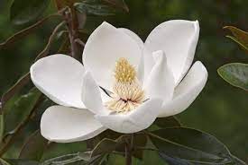 Horton is america's #1 home builder. Magnolia Tree Care Tips Hgtv