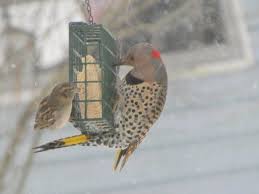 Gray Bird With Red Spot On Back Of Head Snow Birds You Can T See It But The Woodpecker Has A Red Heart Shape Mark On The Back Of His Head Too Cute Animal Photo Animals Woodpecker
