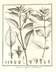 Image result for Spermacoce sphaerostigma