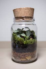 1001 Modeles De Terrarium Plante En Bocal Ferme Ou Ouvert Terrarium Terrarium Plante Bocal Bocaux