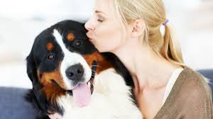 13 Big Fluffy Dog Breeds: Pomeranian, Keeshond, and More