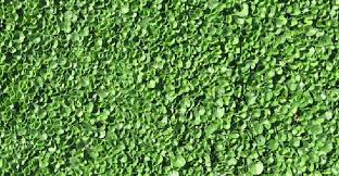What are some non plant alternatives to grass? Alternatives To Grass In Backyards Eco Friendly Bee Friendly Ecohome