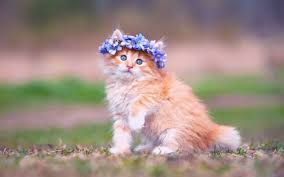 Check out our cute kitten pictures selection for the very best in unique or custom, handmade pieces from our shops. Baby Kitten Wallpapers Top Free Baby Kitten Backgrounds Wallpaperaccess