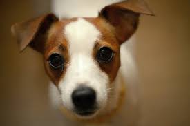 Jack Russell Terrier Uma Raca De Cachorro Saltitante