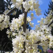 The tree also produces a. Cercis Canadencis Var Texensis Texas White North American Redbud Tree Garden Plants