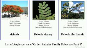 Image result for Dichilus