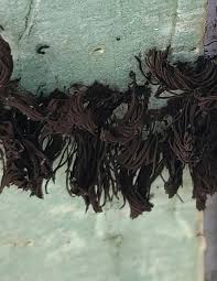 Image result for Stemonitis splendens