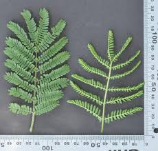 Image result for Acacia hebeclada