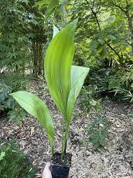 Image result for Kořenokvětka Aspidistra