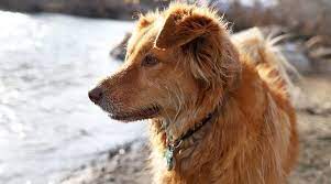 They are also the common choice as therapy dogs thanks to their intelligence, kind personality, and people pleasing skills. Australian Retriever Mix Dog Breed Information Pictures