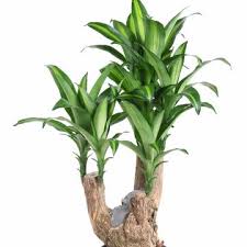 Image result for Dracaena steudneri