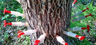 Save Your Trees From Oak Wilt With Diy Tree Injection Chemjet Tree Injector
