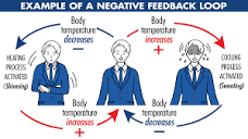 Examples of Negative Feedback Loops | YourDictionary