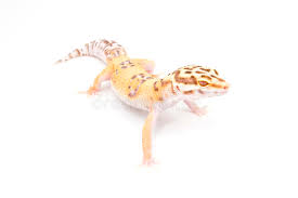 Gecko Do Leopardo Do Albino De Bell Do Tangerine Foto De Stock Imagem De Postura Albino 11944608