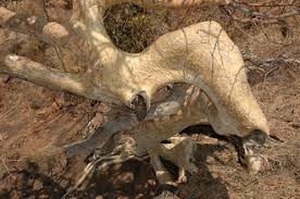 Image result for Ficus tettensis
