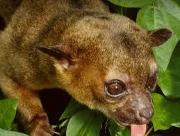 The importance of tropical rainforests. Tropical Rainforest San Diego Zoo Animals Plants