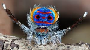 So, this brings up the question: Here Are 3 Amazing Spider Skills Earth Earthsky