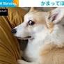 不満が顔に出過ぎな犬！圧強めの“なでて”アピールをする姿が「横目の眼力が主張強すぎw」「表情が豊かで笑っちゃう」と反響