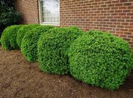 We did not find results for: Buxus Sempervirens Suffruticosa English Boxwood From Saunders Brothers Inc