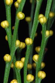 Image result for Psilotum nudum
