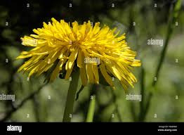 Image result for Taraxacum sp.
