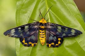 Image result for Triumfetta tenuipedunculata