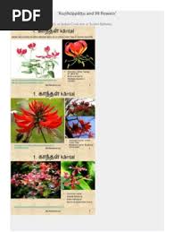 Image result for Sphaeranthus flexuosus