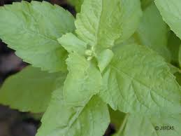 Image result for Ocimum lamiifolium