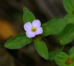 Image result for Antherotoma naudinii