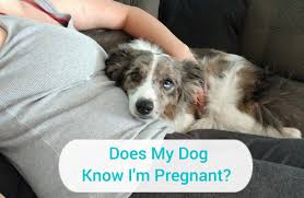 How Can Dogs Sense When You Are Pregnant What Are Other Behavioral Signs Pethelpful