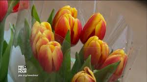 We did not find results for: Celebrating Spring With 10 000 Tulips Youtube