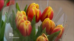 We did not find results for: Celebrating Spring With 10 000 Tulips Youtube
