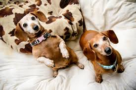 We have been professional dachshund breeders for nearly 10 years. Northern California Southern California Dachshund Relief Inc