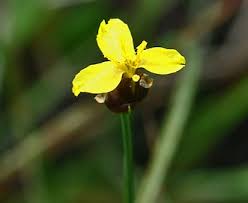 Image result for Xyris