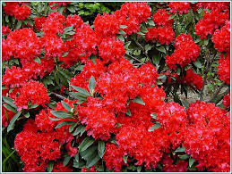 R Jean Marie De Montague Rhododendron Flower Garden Flowers
