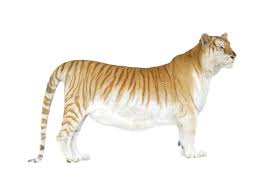 Things that make you go aww! A Golden Tabby Tiger Stock Image Image Of Majestic Tiger 33098393