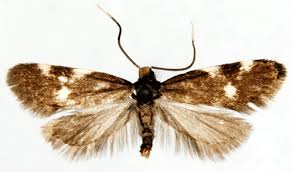 Image result for Telechrysis tripuncta