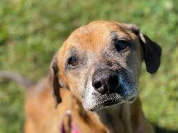 When a kind member of the community discovered what had happened to the puppies, they moved quickly to help these babies find safety. Sad Emaciated Dog Sunshine 1 Of 11 Rescued Now On North Fork North Fork Ny Patch