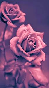 Big Cute Rose Gold Wallpapers On Wallpaperdog Polish your personal project or design with these rose gold transparent png images, make it even more personalized and more attractive. big cute rose gold wallpapers on