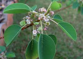 Image result for Gouania