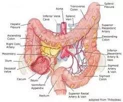 You owe it to yourself to watch this video before visiting any other sites related to lower back organs. I Have A Persistent Pain On The Left Side Of My Abdomen And Lower Back I Have Consulted Many Doctors But The Cause Is Still Unknown What Could It Be See Description