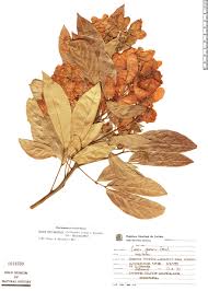 Image result for Senna macranthera