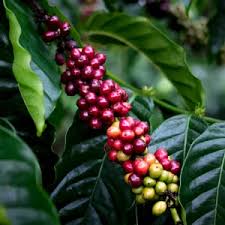Image result for Coffea mufindiensis