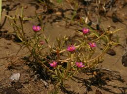 Image result for Portulaca kermesina