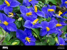 Image result for Exacum