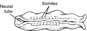 Paired, segmented masses of mesenchyme located on either side of the developing spinal cord (neural tube). Somites Definition Of Somites By Medical Dictionary