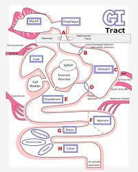 Antacids Don T Work Scitrition