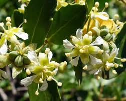 Image result for Quillaja saponaria