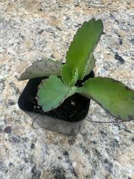 Image result for Kalanchoe daigremontiana