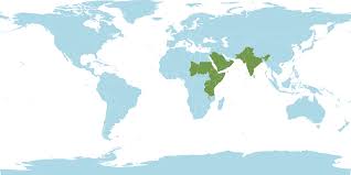 Image result for Commelina albescens